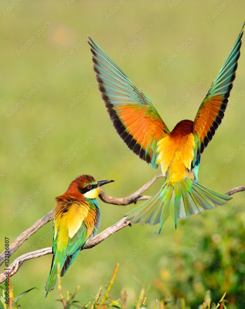 Obraz premium Couple of bee-eaters on leafless branch
