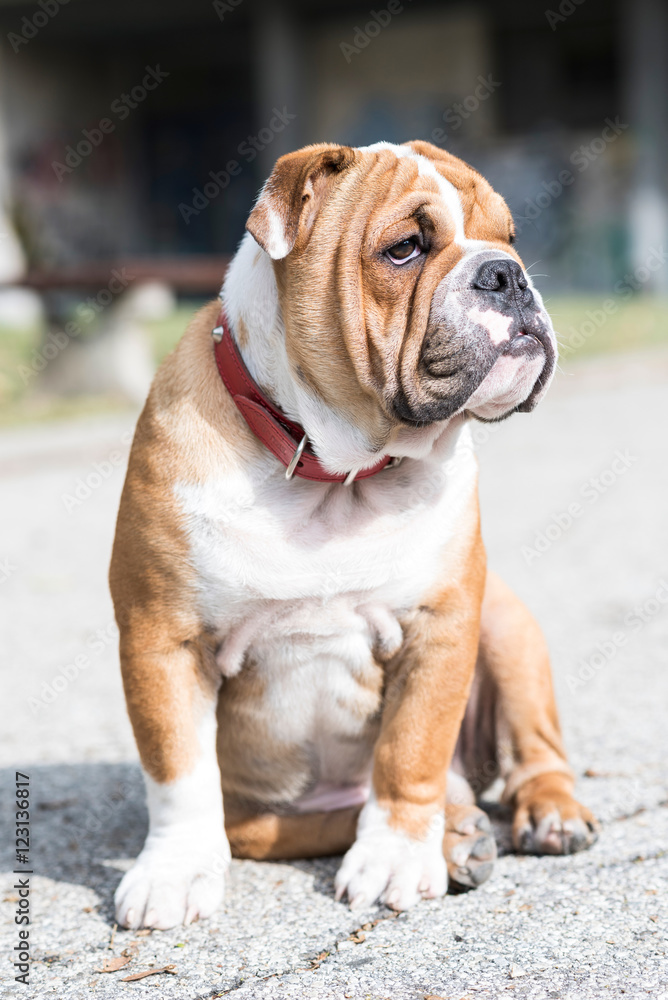 English bulldog posing