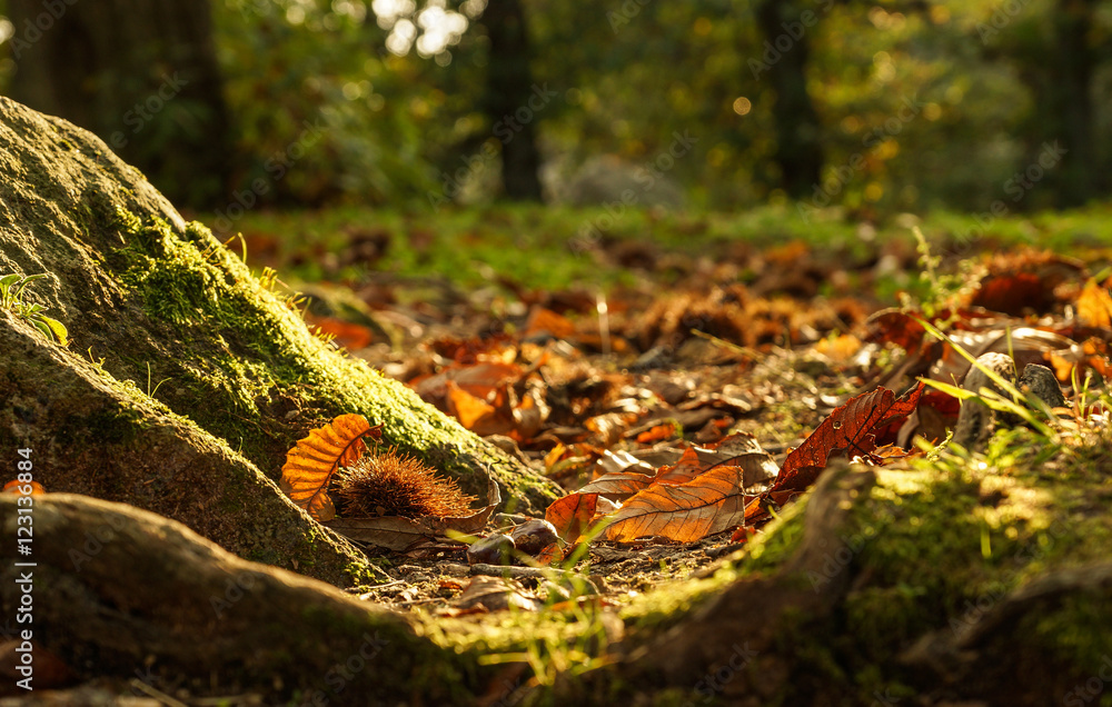 Herbst im Kastanienwald