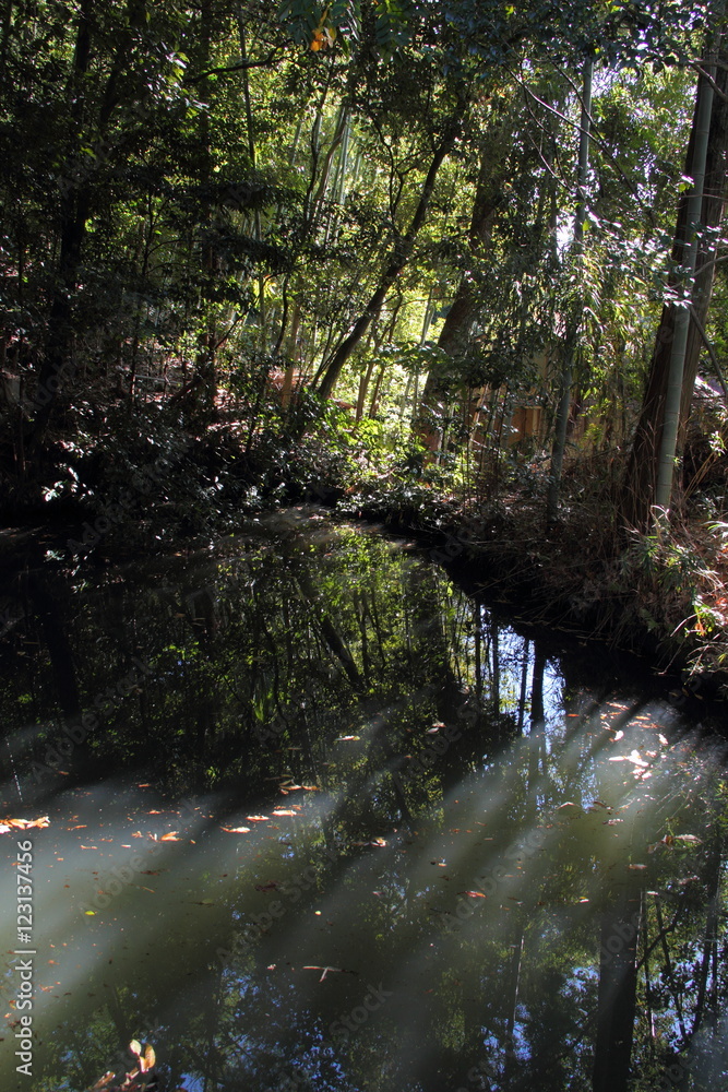 Fototapeta premium 池01