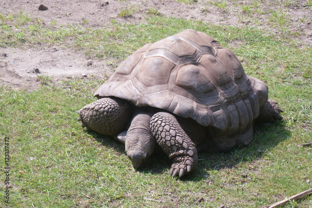 Fototapeta premium Schildkröte