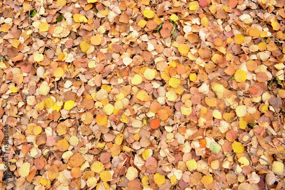 yellow, leaves opavshee yellow, leaves opavshee
