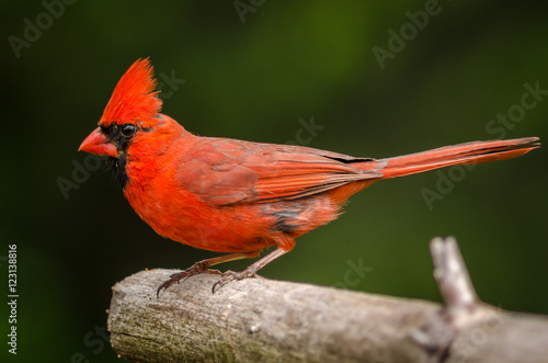 Cardinal © Jason