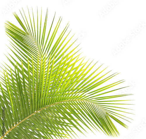 Green coconut leaf isolated on white background