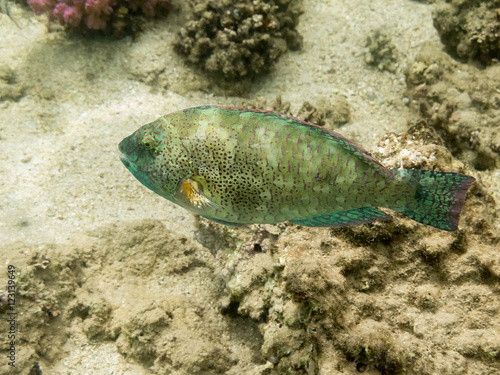 fish. Red Sea. Egypt