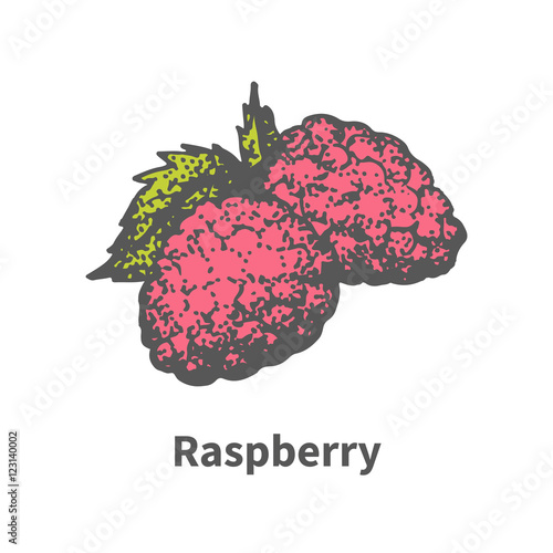 Vector hand-drawn ripe juicy red raspberry