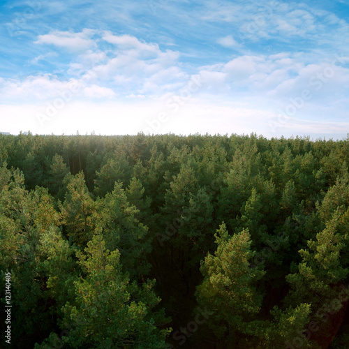Beautiful panoramic photo over the tops of pine forest. Aerial view. From above. Picture taken using the copter.