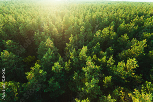 Fototapeta Naklejka Na Ścianę i Meble -  Beautiful panoramic photo over the tops of pine forest. Aerial view. From above. Picture taken using the copter. Top view