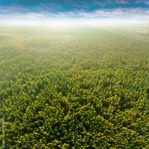 Beautiful panoramic photo over the tops of pine forest. Aerial view. From above. Picture taken using the copter.