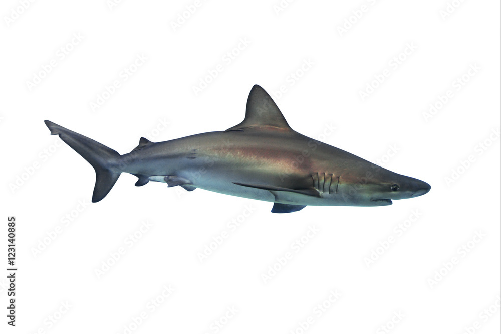 Naklejka premium Shark isolated on white