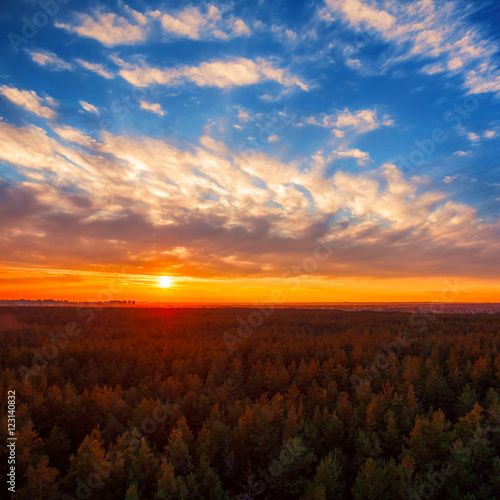 Beautiful panoramic photo of the sunset over the tops of pine forest. Aerial view. From above. Picture taken using the copter.