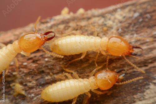 Termite macro on decomposing wood