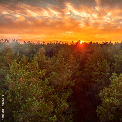 Beautiful panoramic photo of the sunset over the tops of pine forest. Aerial view. From above. Picture taken using the copter.