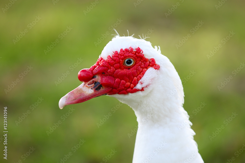 Muscovy Duck Portrait