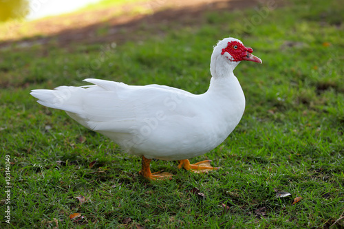 muscovy duck standing alone on the lakefront.
