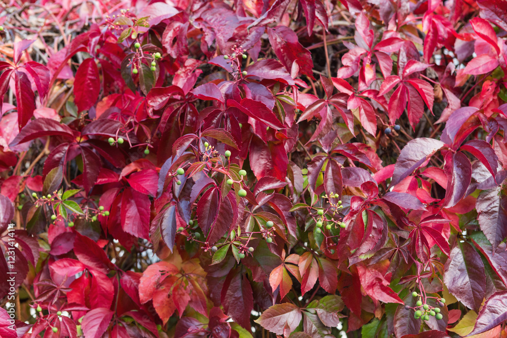 Virginia Creeper in autumn colors. Red leaves of decorative grapes on a wall fall. Autumn concept