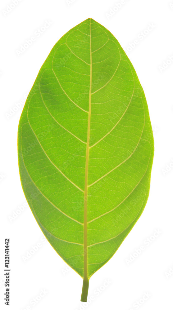 Green leaf isolated on white background Green leaf isolated on white background