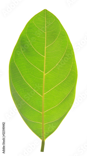 Green leaf isolated on white background