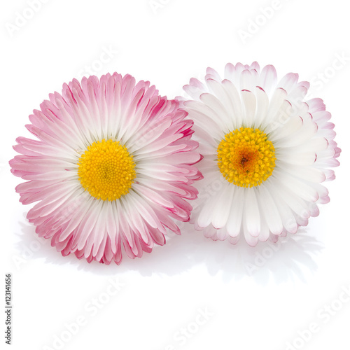 Fototapeta Naklejka Na Ścianę i Meble -  Beautiful daisy flowers isolated on white background cutout