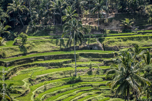 Bali Tegalalang Rice Terrace green field Ubud 3