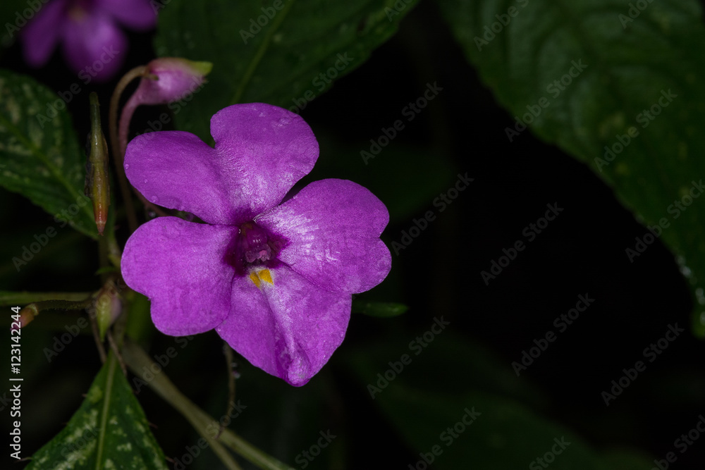 Impatiens violiflora Hook.f., BALSAMINACEAE Impatiens violiflora Hook.f., BALSAMINACEAE
