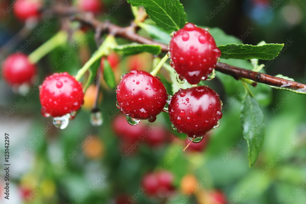 Obraz premium Cerry Berry