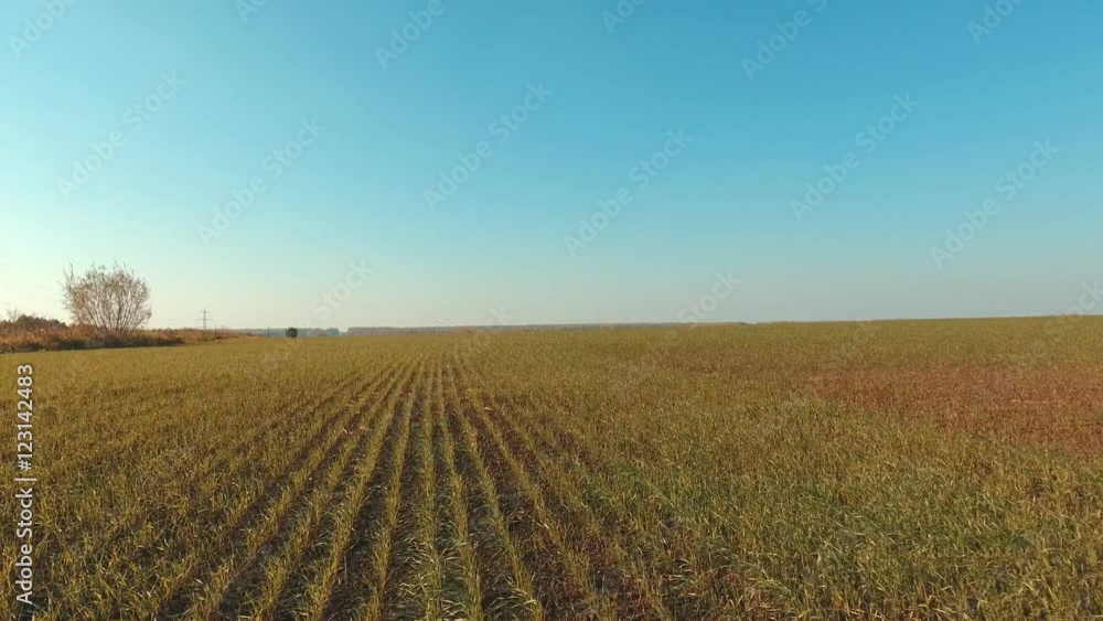 Aerial view of the agricultural field. Flying over a field in beautiful farmland in a sunny day. Flight over the wheat field in sunset. Harvesting. Autumn field Aerial view of the agricultural field. Flying over a field in beautiful farmland in a sunny day. Flight over the wheat field in sunset. Harvesting. Autumn field