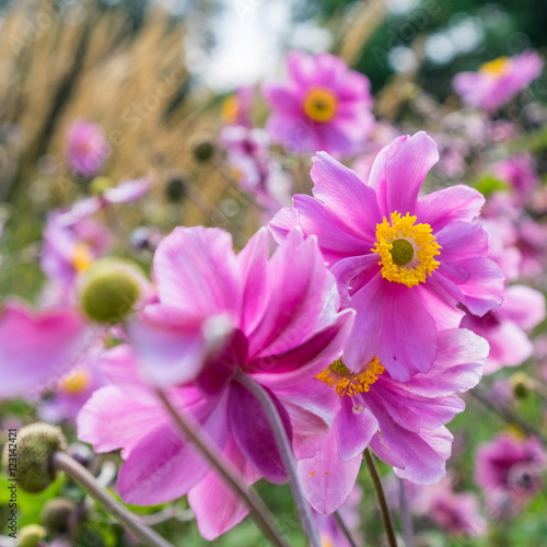 Bild auf Leinwand Anemone tomentosa 'Serenade'