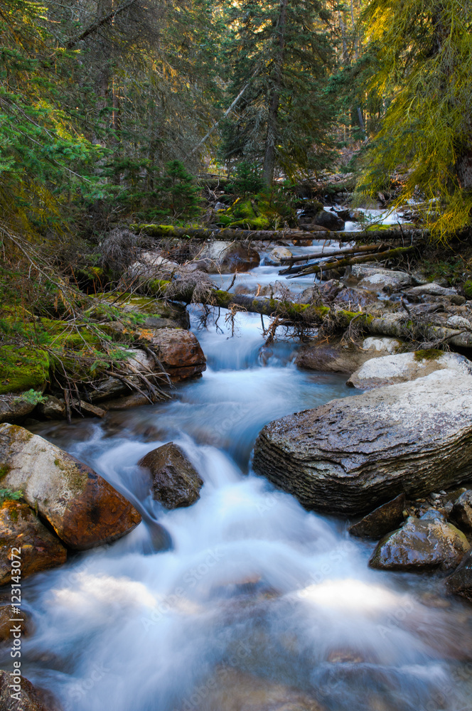 Forest Stream Forest Stream