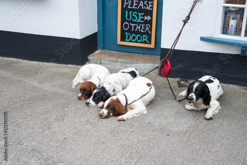 Four dogs in Huge Town on St. Mary´s island from the Isles of Scilly west of Cornwall.