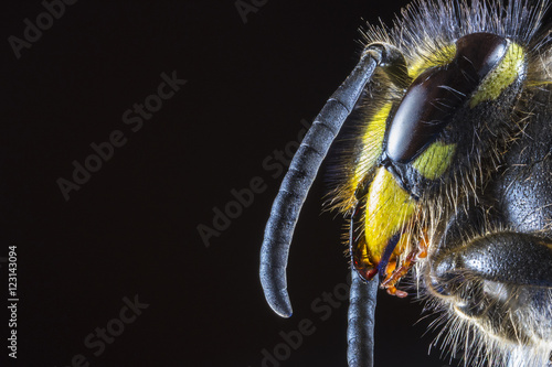 Extreme Macro of the head of Common Wasp (Vespula vulgaris) from