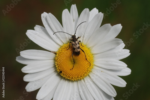 Cuadro en lienzo Judolia cerambyciformis