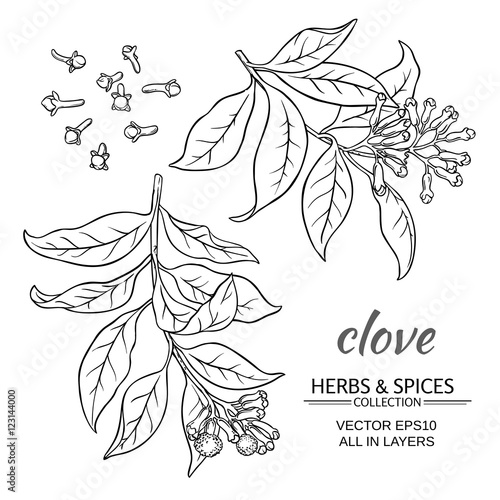clove vector set