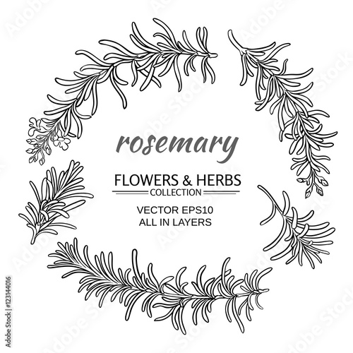 rosemary vector set