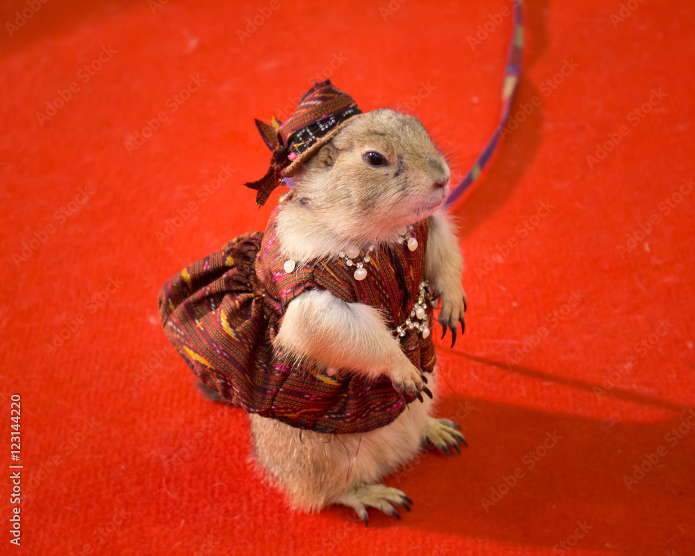 服を着る かわいい 小動物 ハムスター Stock Photo Adobe Stock