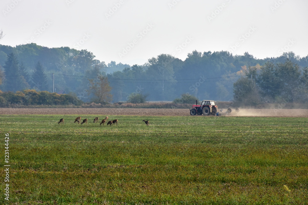 Fototapeta premium deer does and tractor