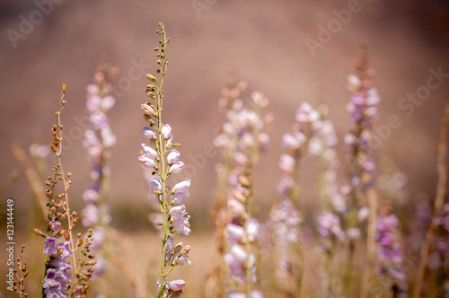 Wildflowers In The Desert In Spring