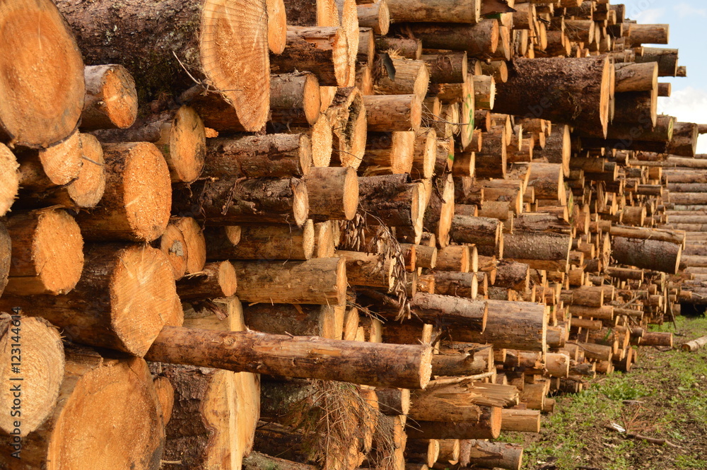 Holz-Stämme Holz-Stämme