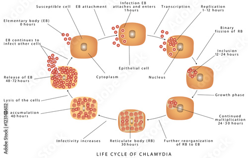 Chlamydia trachomatis. Picture Of Chlamydia Disease life Cycle. Developmental cycle of Chlamydia trachoma is. Life cycle of the Chlamydia photo