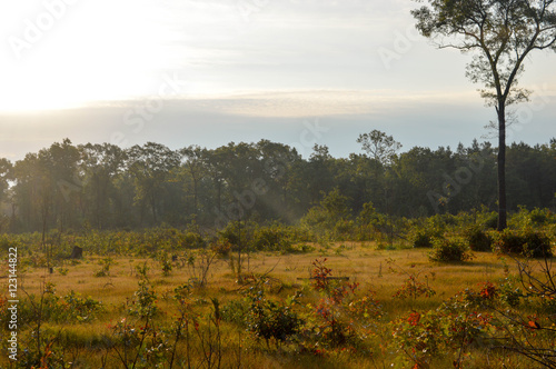 Early morning sun in the woods