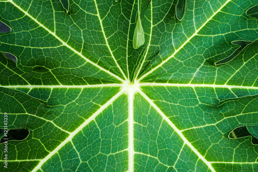 papaya green leaf pattern. papaya green leaf pattern.