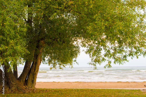 Beautiful big tree next to Lake Huron photo