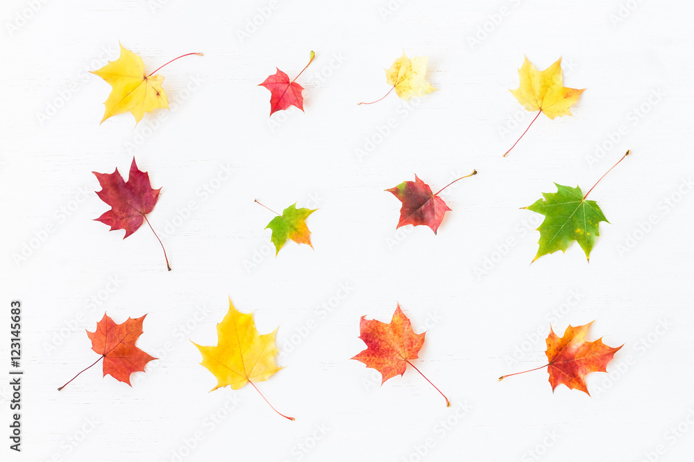 Fototapeta premium Autumn pattern of maple leaves. Flat lay, top view