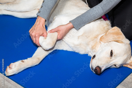 Fototapeta Naklejka Na Ścianę i Meble -  Hund Physiotherapie