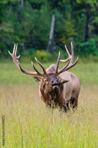 Bull Elk Defends His Harem