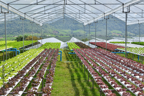 Hydroponic vegetables growing in greenhouse ,Clean food Eating