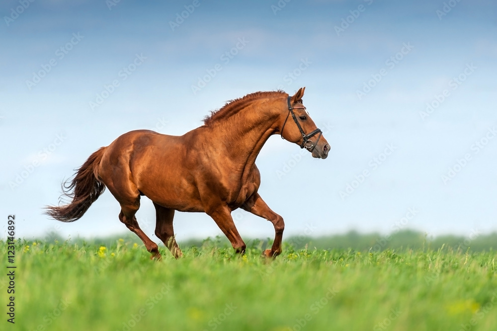 Obraz premium Red stallionrun gallop in spring meadow against blue sky