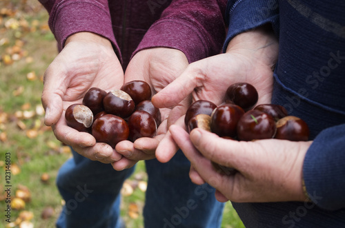 Hands Holding Freshly Harvested Chestnuts