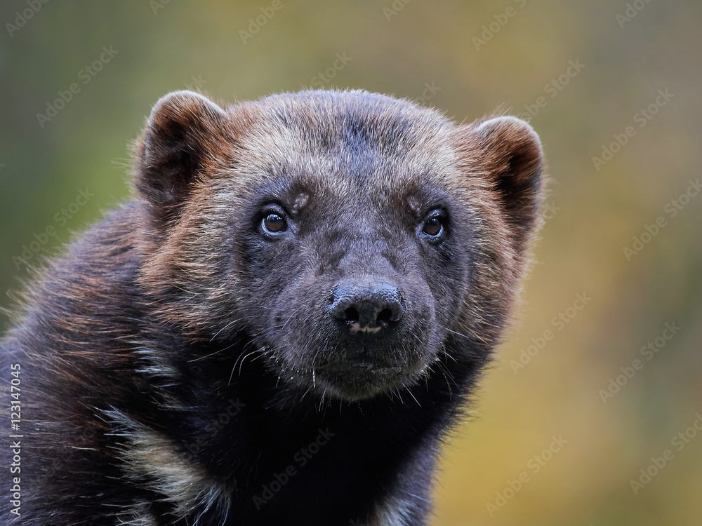 Fototapeta premium Wolverine (Gulo gulo)