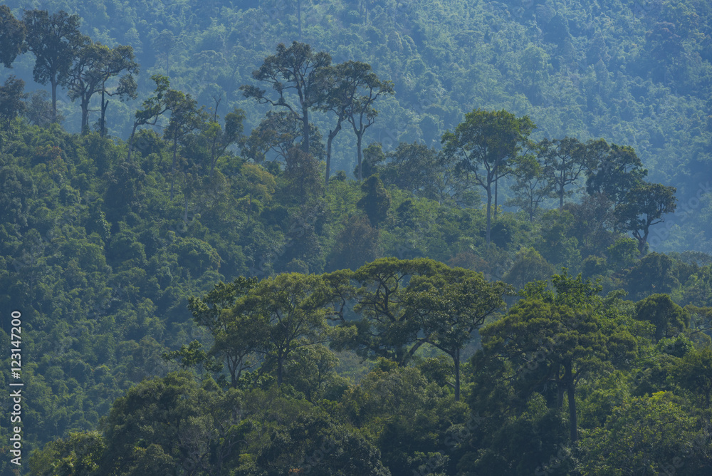 view of natural resource in tropical rain forest, Khao Yai National Park, Thailand view of natural resource in tropical rain forest, Khao Yai National Park, Thailand